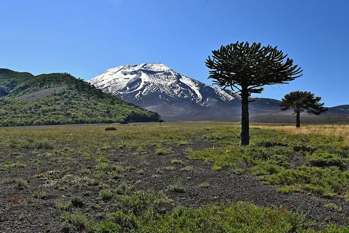 Volcán Lonquimay nevado y araucarias en la Reserva Nacional Malalcahuello